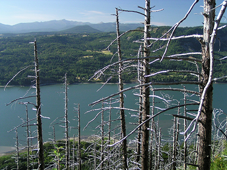 29AngelsRestFireSnags2004