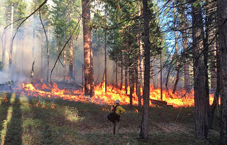 33YosemitePrescribedBurn2015