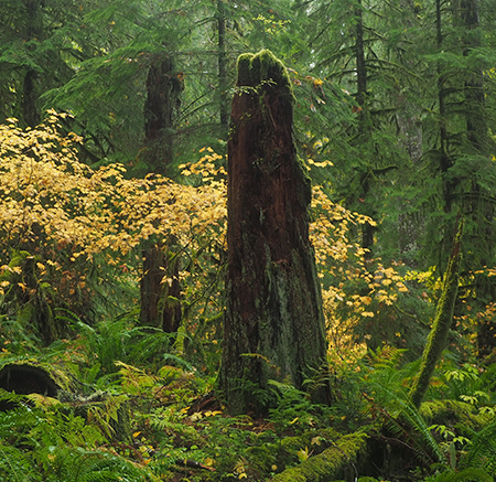 34ButteCreekBurnStump