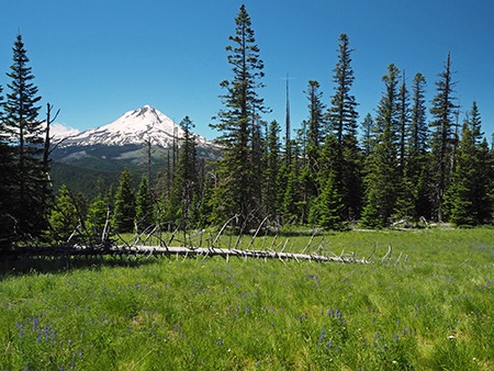 Horkelia01UpperSouthHoodView