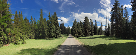 Horkelia02LookoutRoad