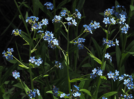 Horkelia04HackeliaMicrantha