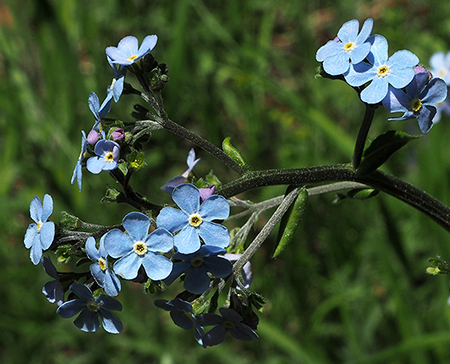 Horkelia05HackeliaMicrantha