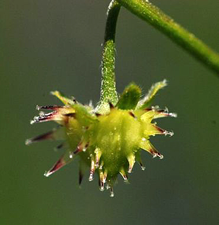 Horkelia06HackeliaMicranthaCaliforniaNativePlantSociety