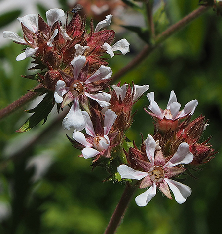 Horkelia07TawnyHorkelia