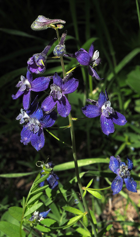 Horkelia09Larkspur