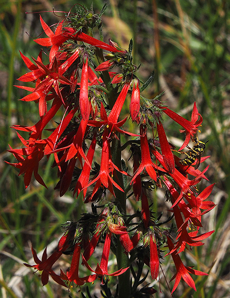 Horkelia11ScarletGilia