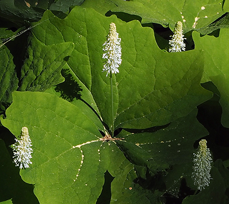 Horkelia13VanillaLeaf