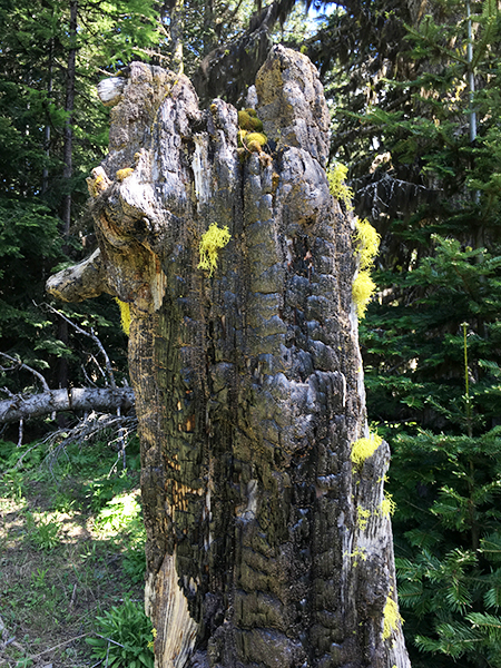 Horkelia14BurnedStump