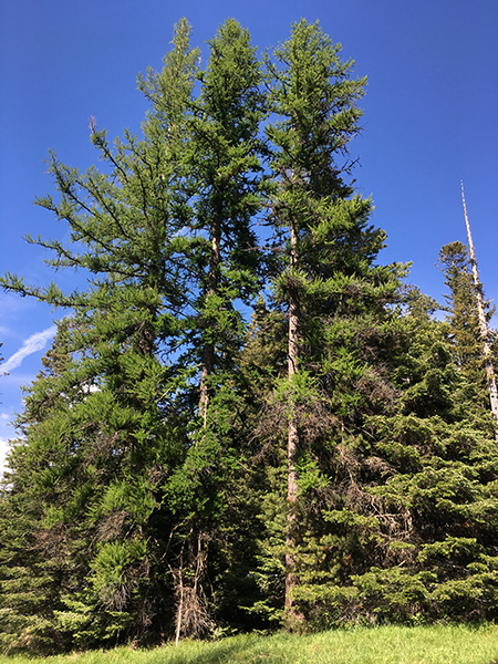 Horkelia15LarchGrove