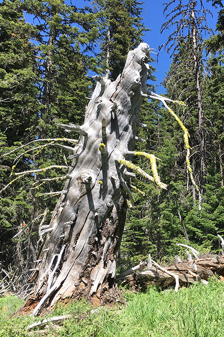 Horkelia17BigBearTree