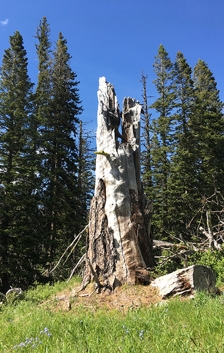 Horkelia18PatriarchTree