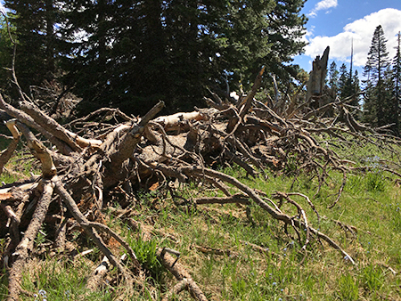 Horkelia19PatriarchTree