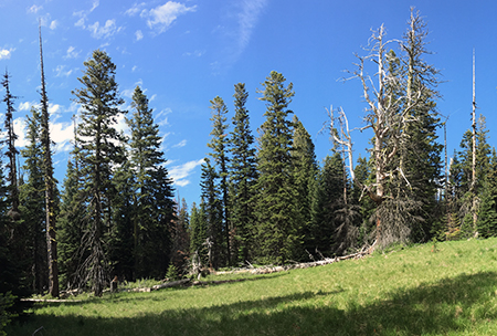 Horkelia20Flyswatter