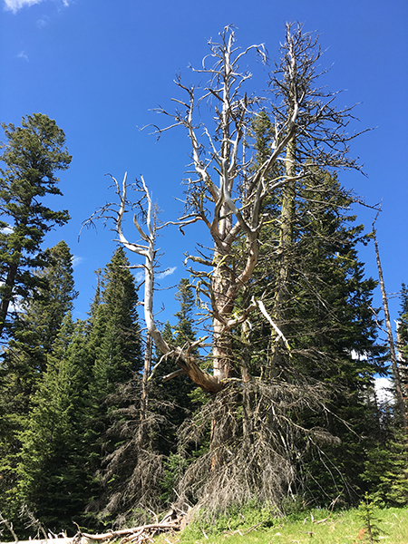 Horkelia21FlySwatter