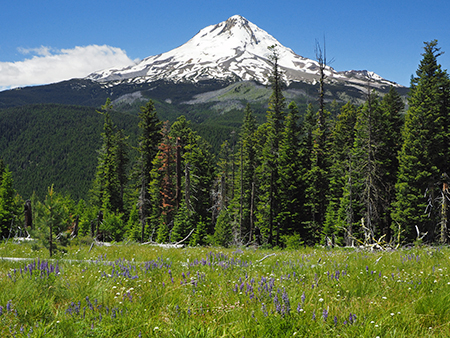 Horkelia33SouthMeadowHood