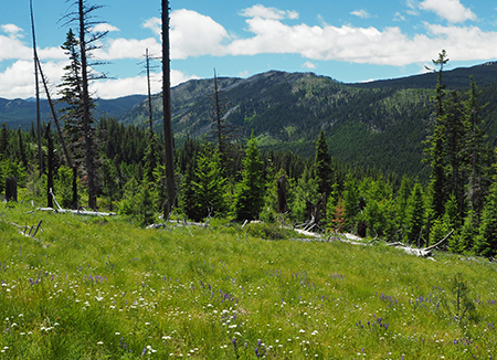 Horkelia34LowerSouthMeadowBluegrassRidge