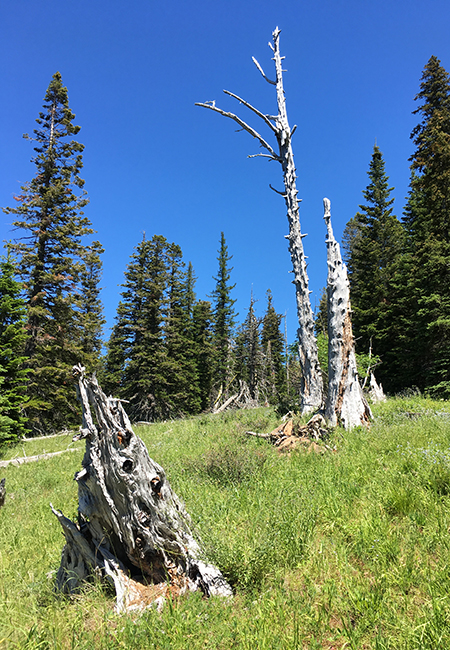 Horkelia35SouthMeadowSharkFishing