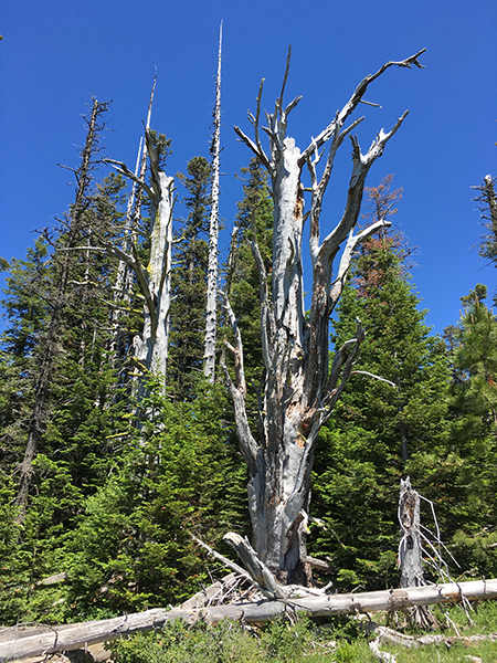 Horkelia36SouthMeadowGoalPosts