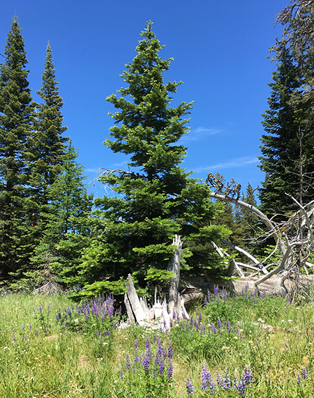 Horkelia38SnagSeedling