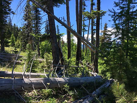 Horkelia39ClearcutBlowdown