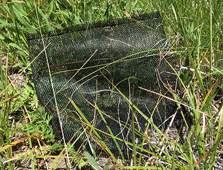 Horkelia40ReplantingBag