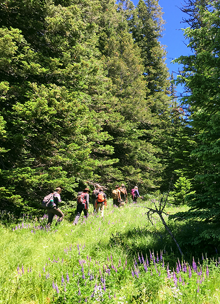 Horkelia43BotanyClass