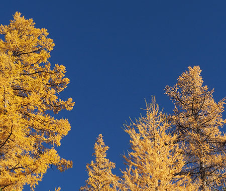 Larch00