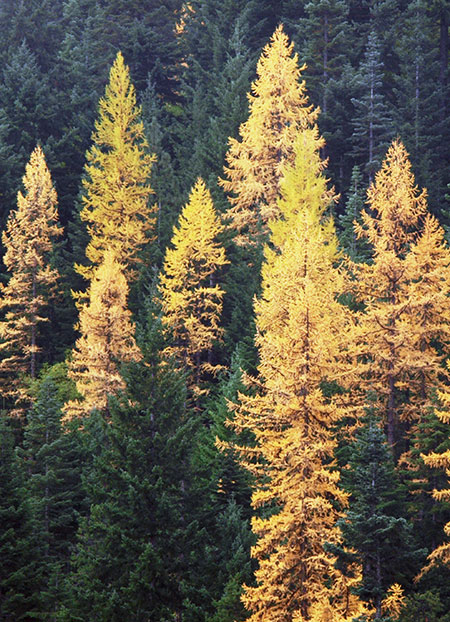 Larch02