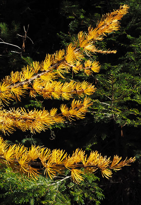 Larch04