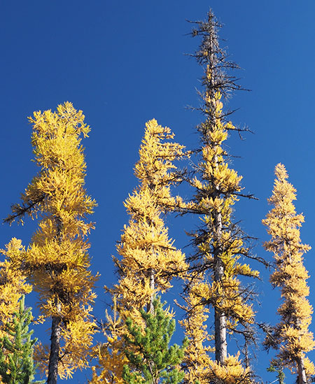 Larch09