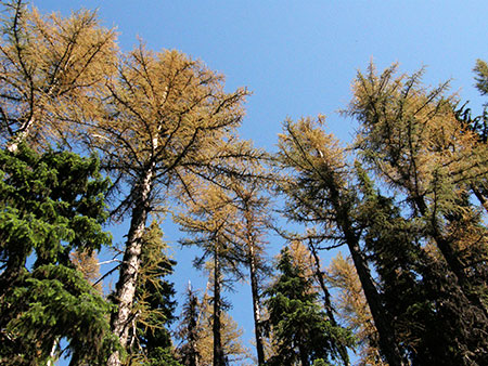 Larch10