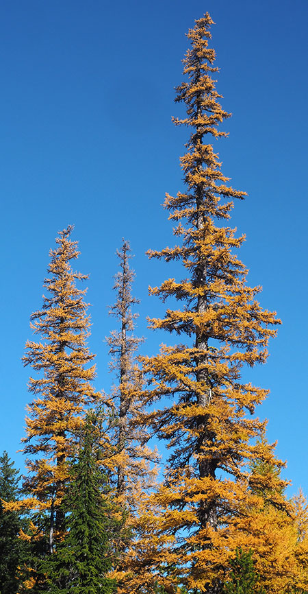 Larch11