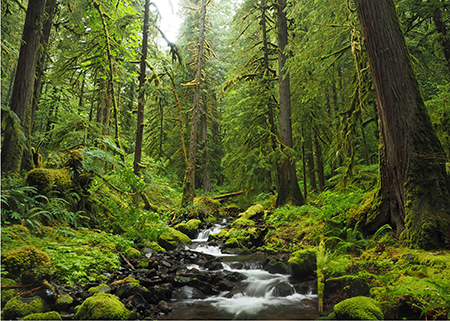 03aWhaleCreekBigCedars