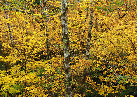 09aAutumnForestStillCreek