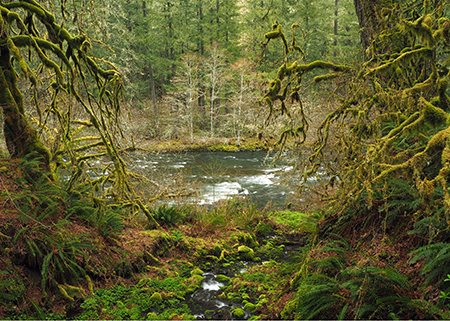 11aMolallaRiverRainforestMossyGlen