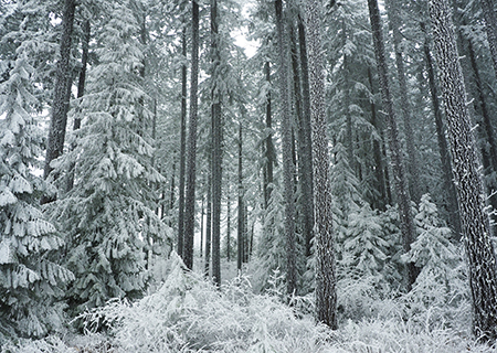 12aBinnsHillFrostForest