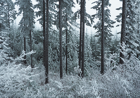 12bKingsleyFrostForest