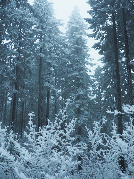 12cKingsleyFrostForest