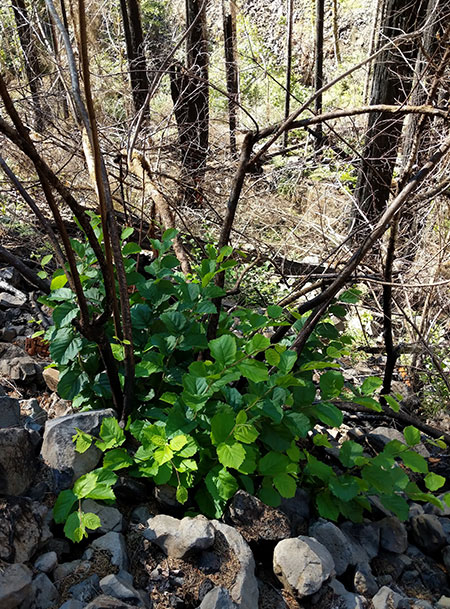 EagleCreekRevisited16