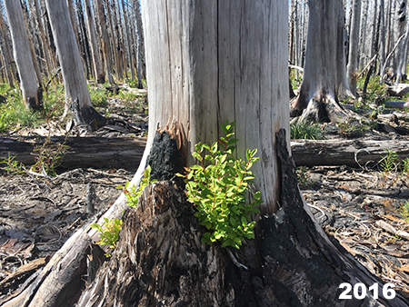 21_VistaRidgeBurn2016