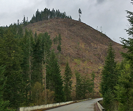 40_WeyerhauserClearcutBridgeView