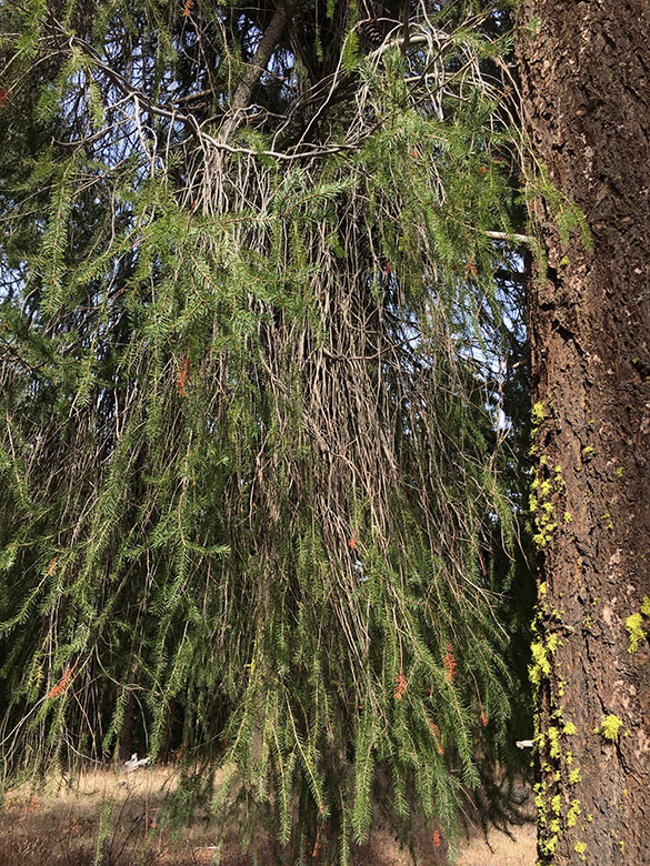 13 things to know… before you stand under the Mistletoe! | WyEast Blog